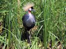 Grey-Crowned Crane (WWT Slimbridge July 2014) - pic by Nigel Key